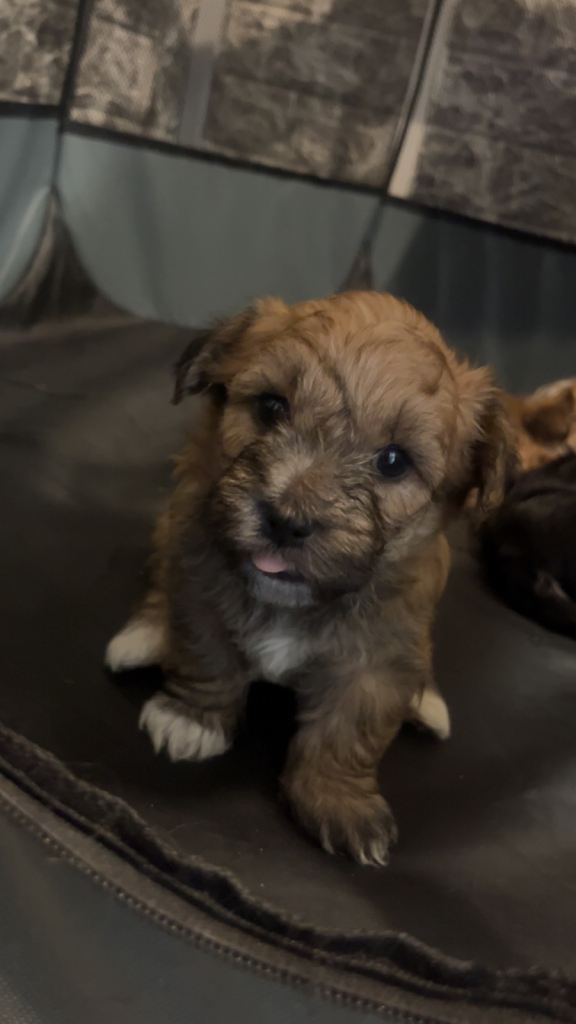 Yorkshire terrier cross bichon Frise 
