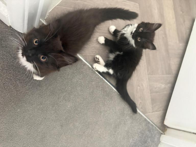Kittens for sale