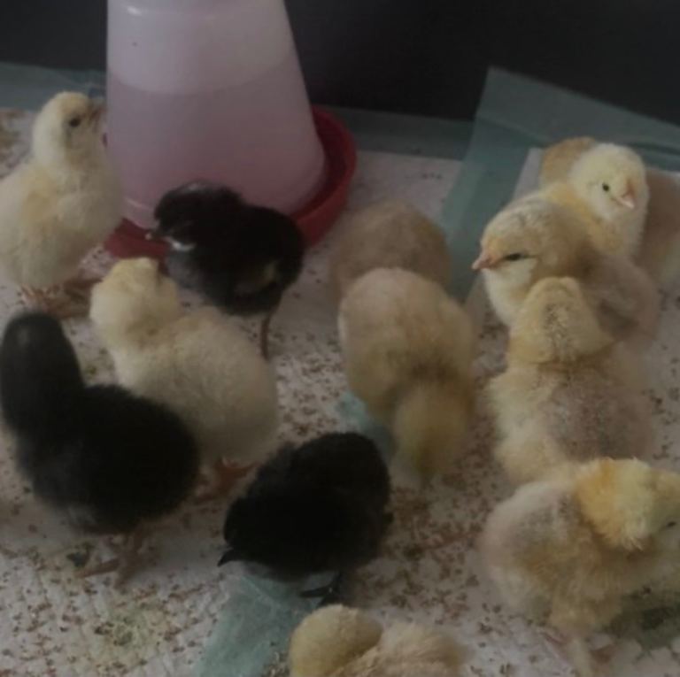 New Unsexed mix breed chicks hatched 9th & 18th july