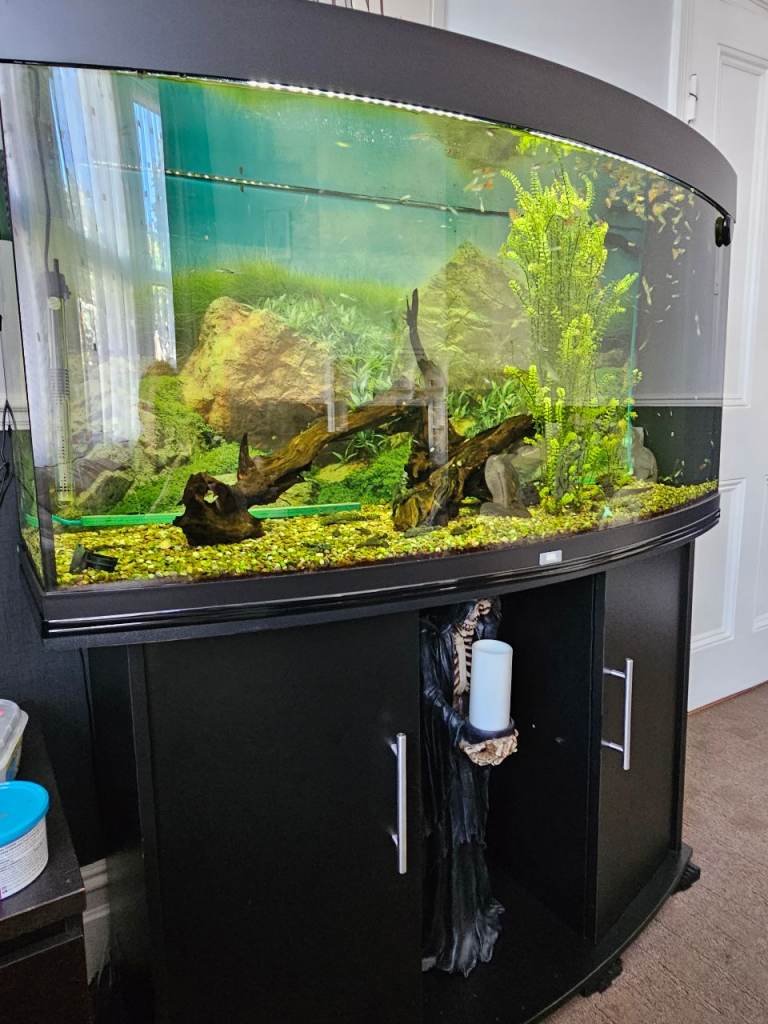 Large Bow Front Fish Tank Aquarium with Black Cabinet Stand