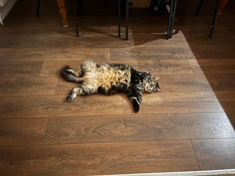 Rehoming domestic long hair cat