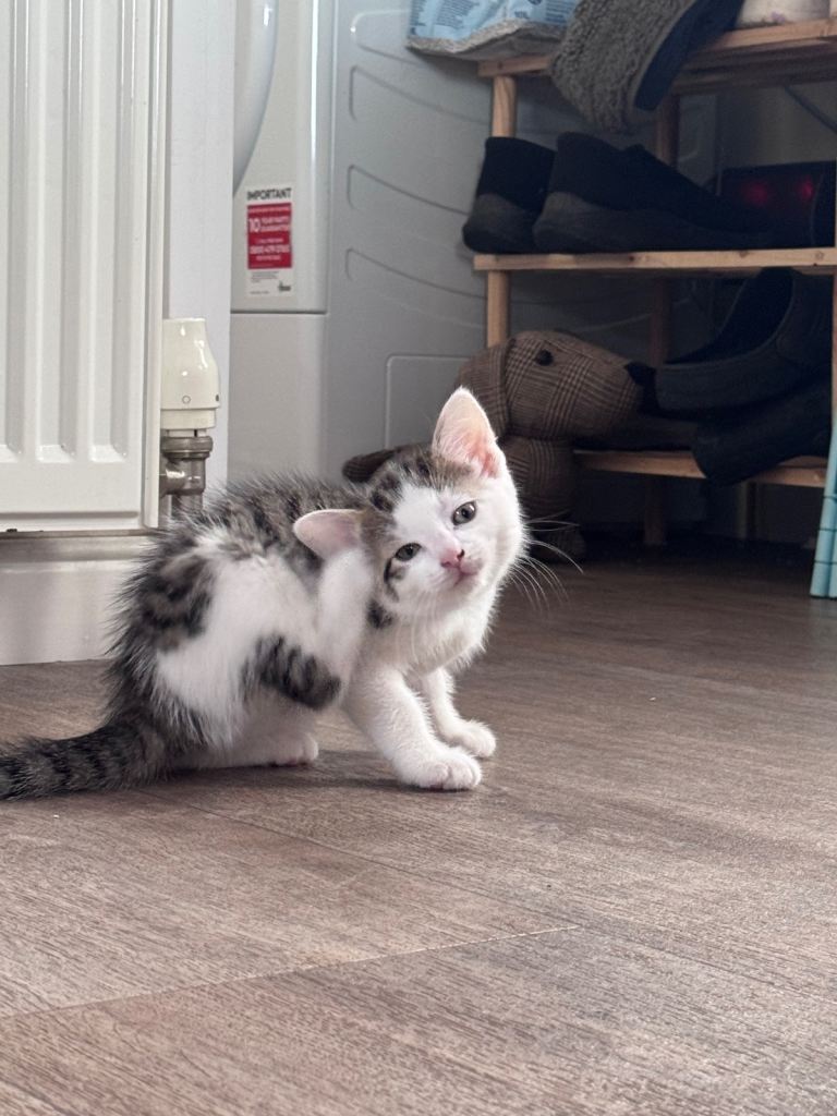Kittens