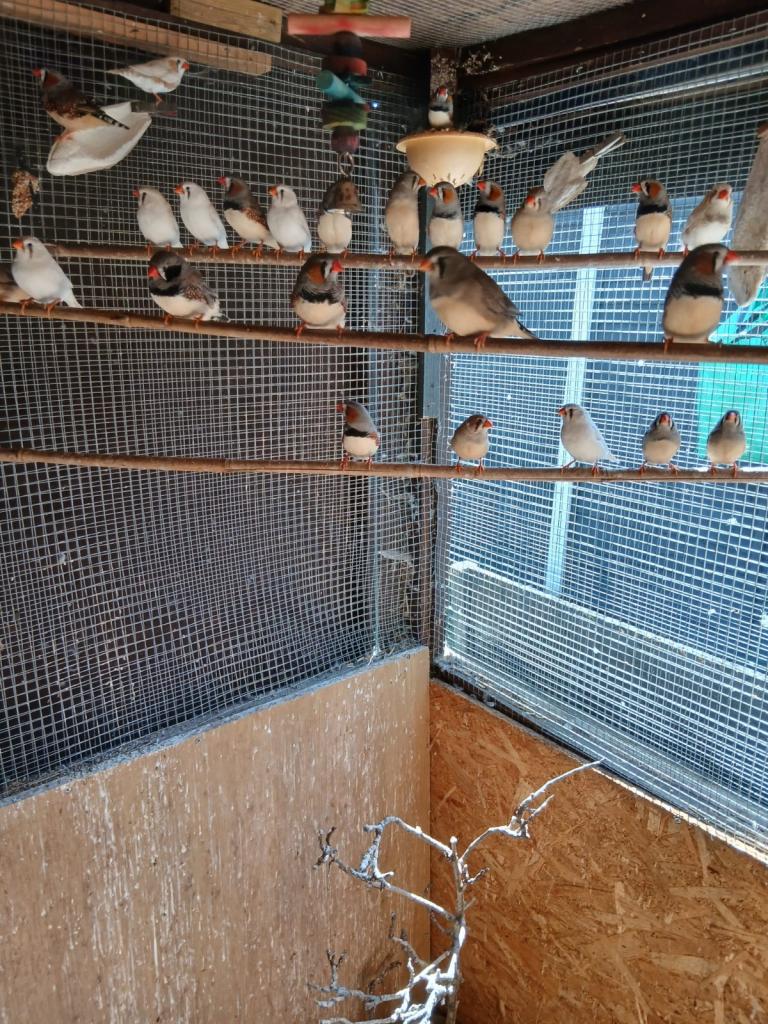 Finches for sale 