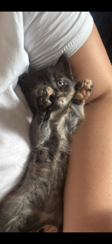 Kittens BLACK ONE ONLY 