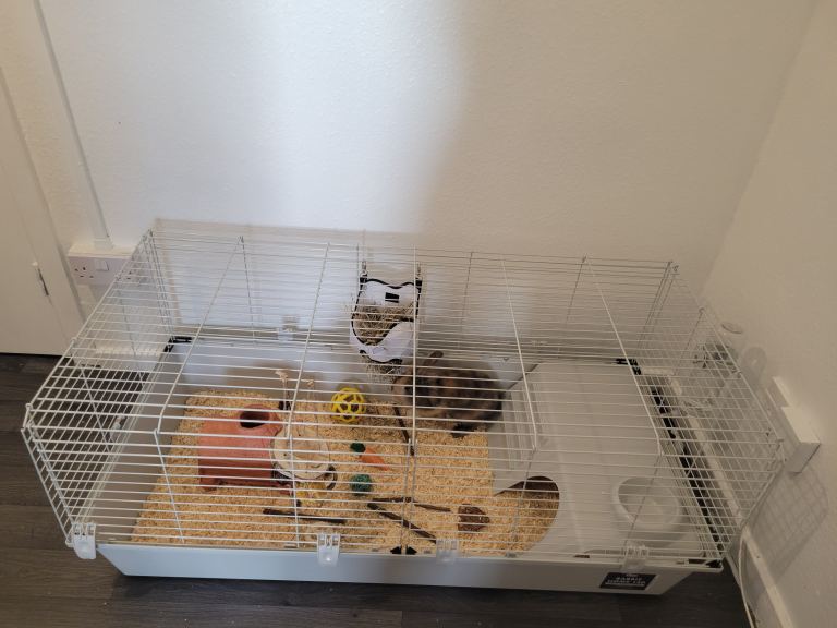 Lionhead bunny with cage and accessories 