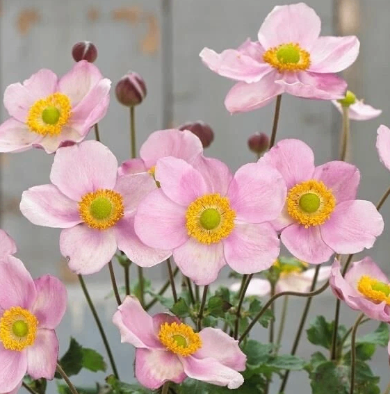 Plants. Japanese Anemones 3 White Whirlwind and 1 Pink 