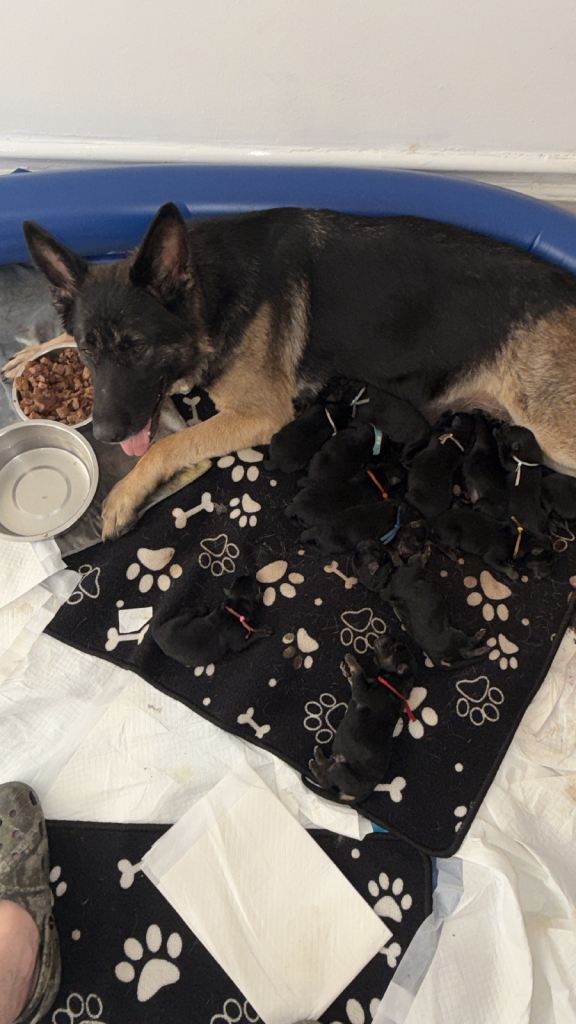 Full pedigree German shepherd puppies 🐶 
