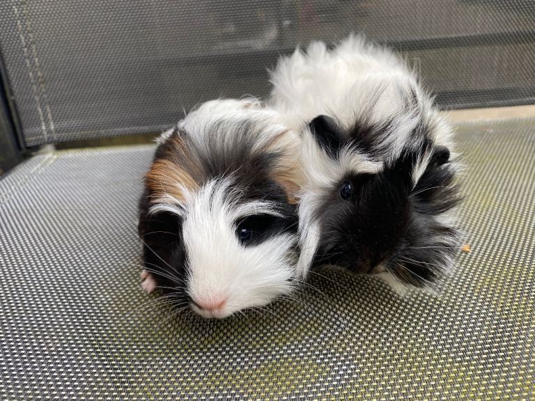 2x female guinea pigs