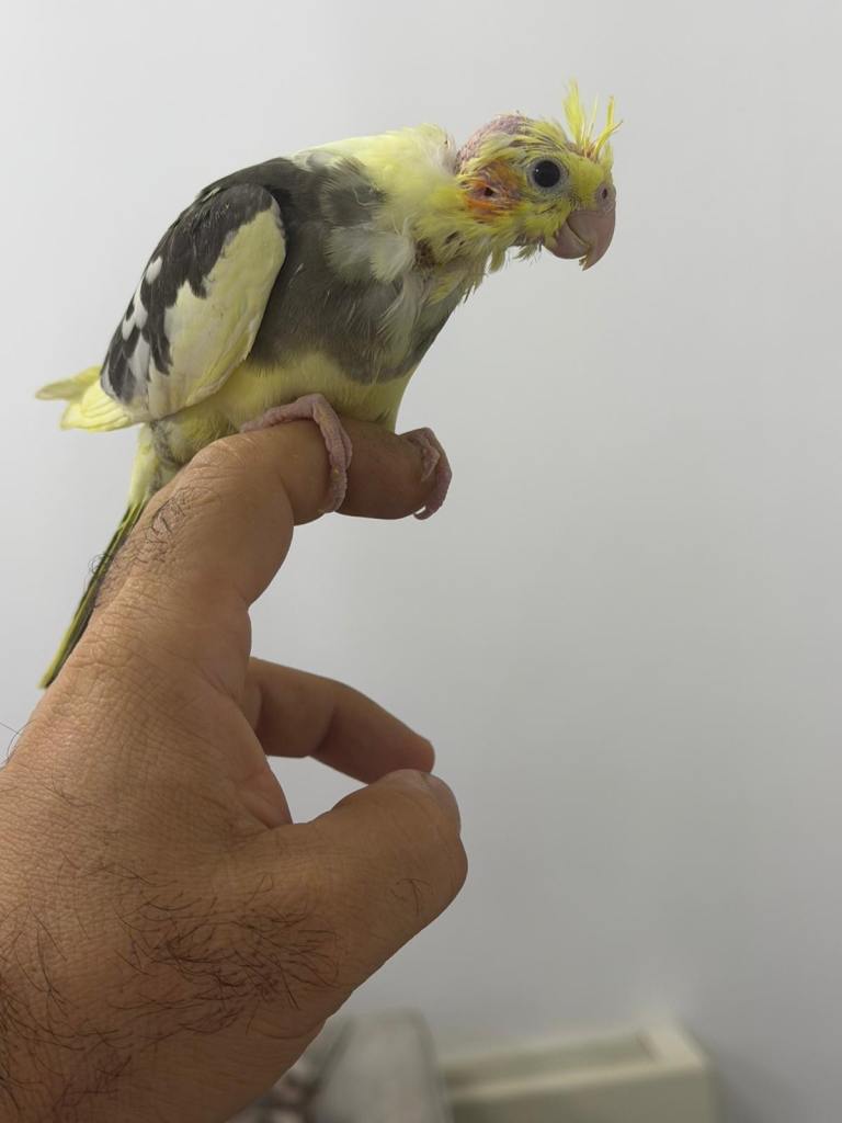 6 week old Cocktail birds 