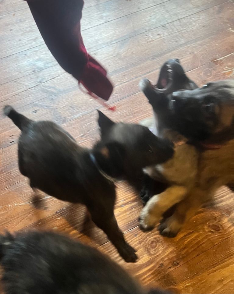 Belgium Mali x shepherd 