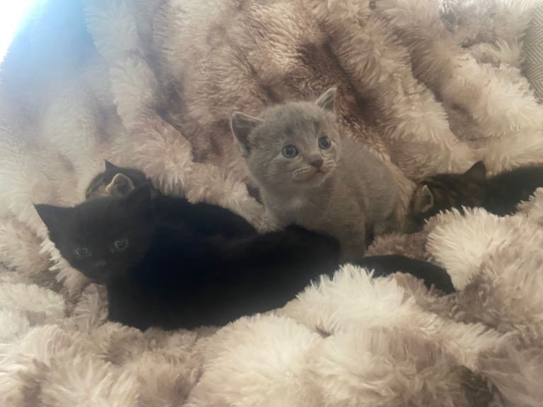 Kittens