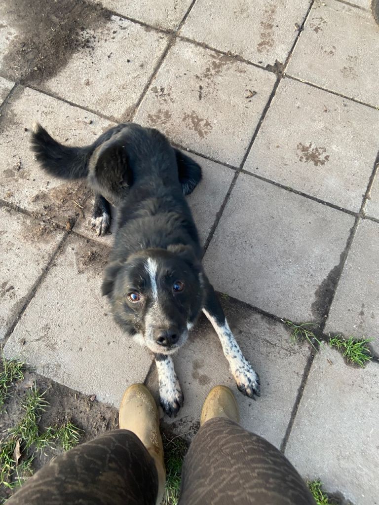 Border collie for sale! 