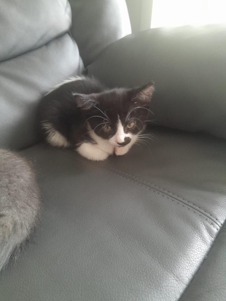 Kittens and cat for sale