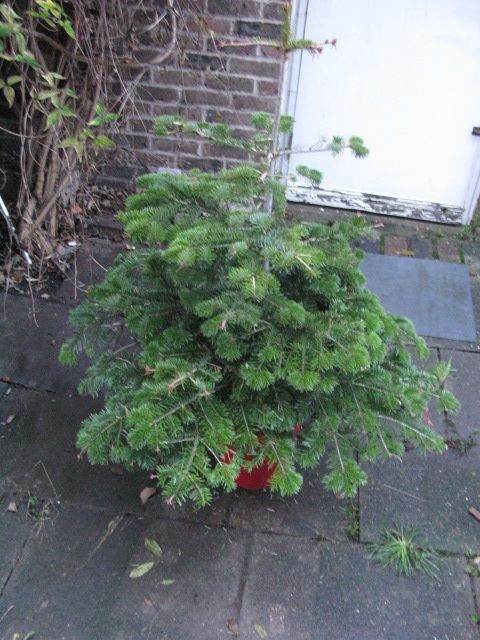 Pine Tree in pot . 130 cm high