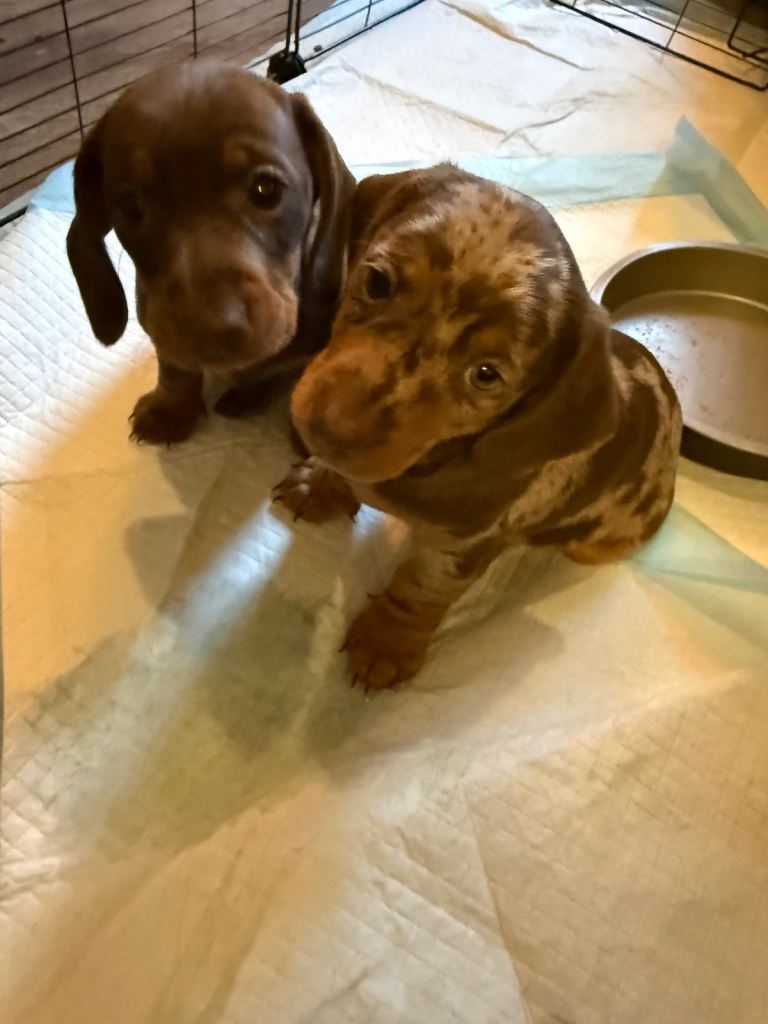 Ready today-  short haired Dachshund 