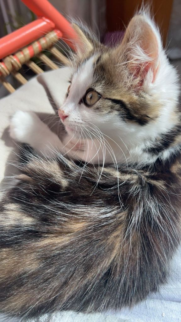 Stunning Friendly long hair female Tabby Cat | Neutered, Vaccinated