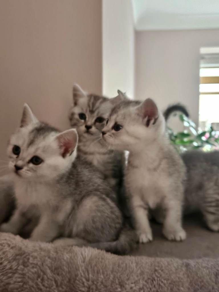 British shothair tabby kittens 