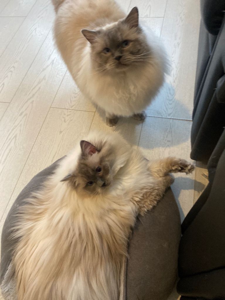 Pure breed Blue point Ragdol cat boy