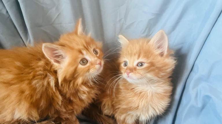 Extremely gorgeous Ginger Maine coon kittens ready for loving new homes