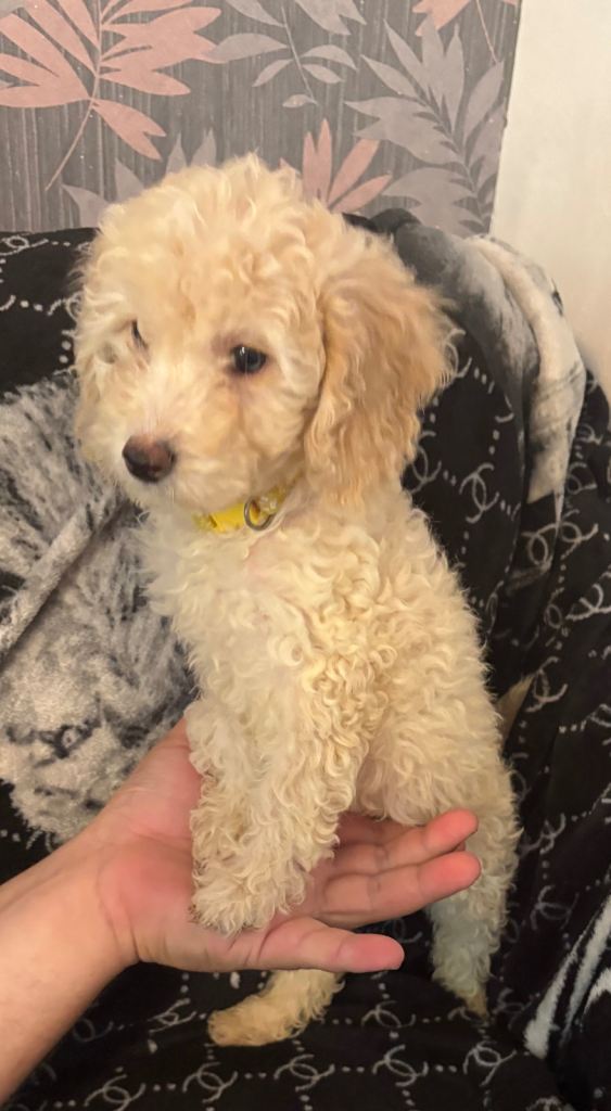 Cockapoo puppies ready to go !