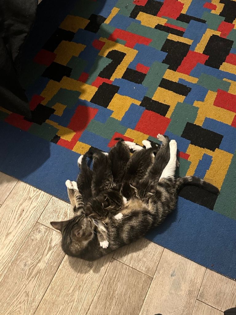 Healthy cats and kittens 