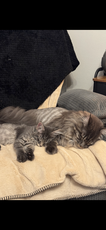Maine Coon Kittens 🐈‍⬛ 