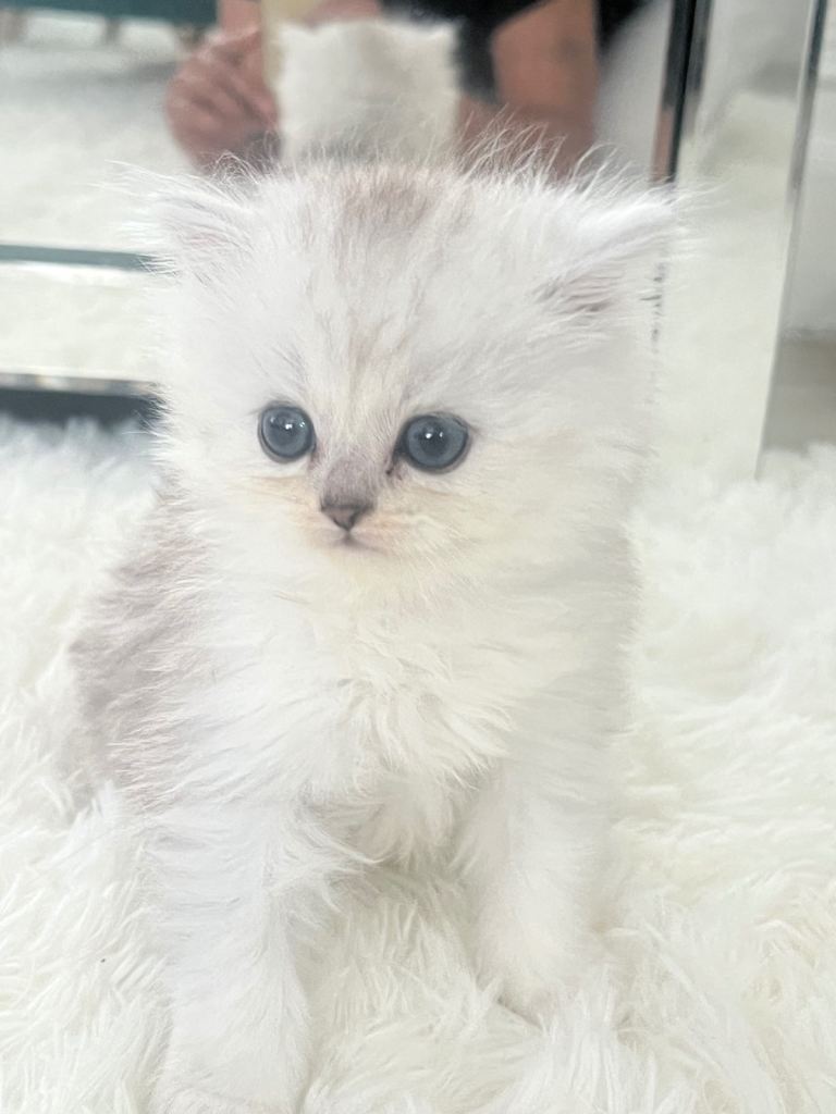 Persian boy