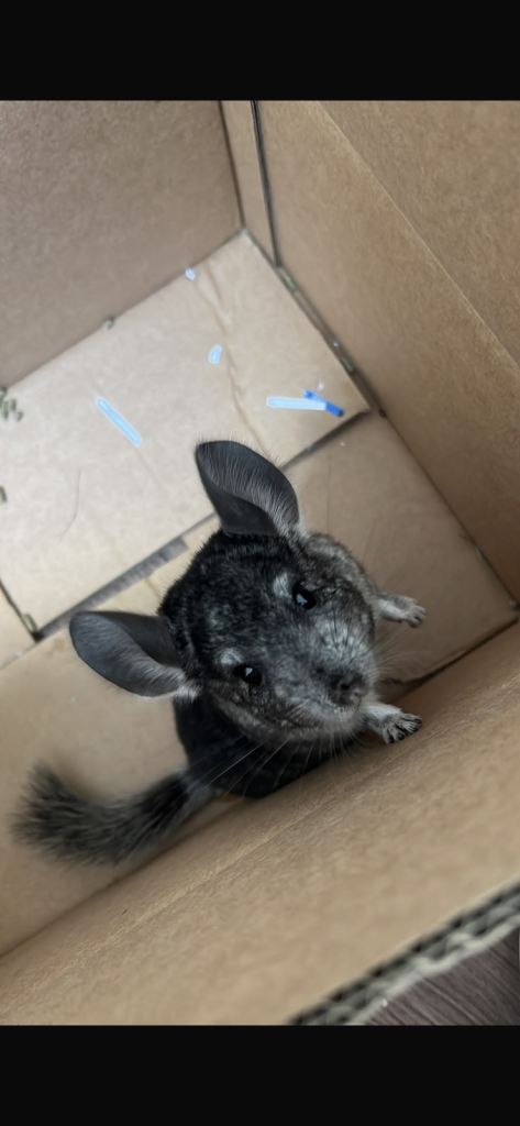 one boy chinchilla 