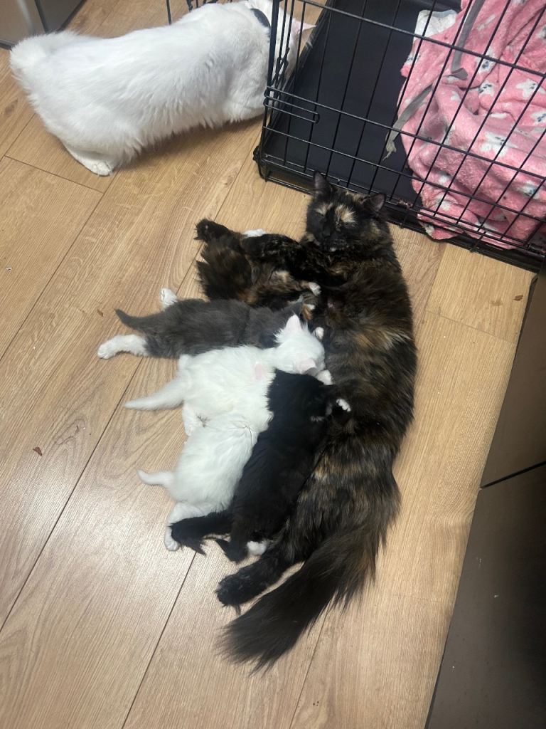 British long hair and Turkish Angora Mix kittens 
