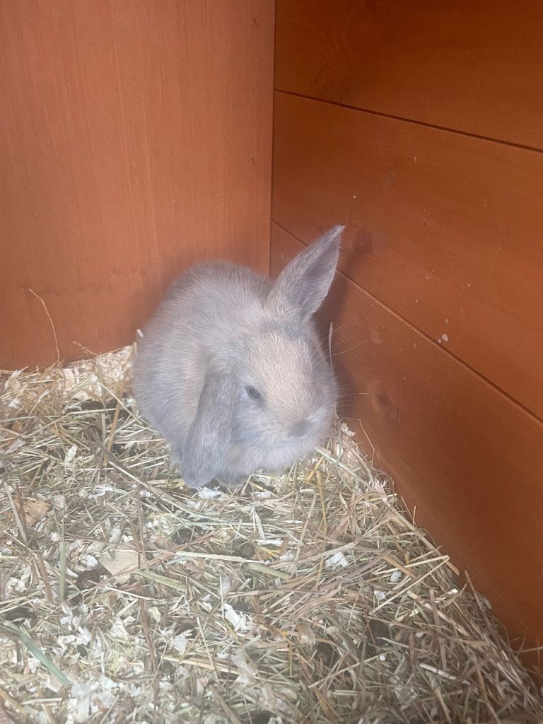 Baby Rabbits 