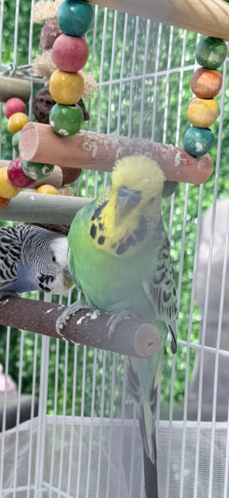 Budgie pair 