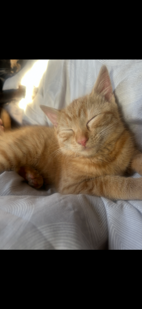 Kittens 14wks