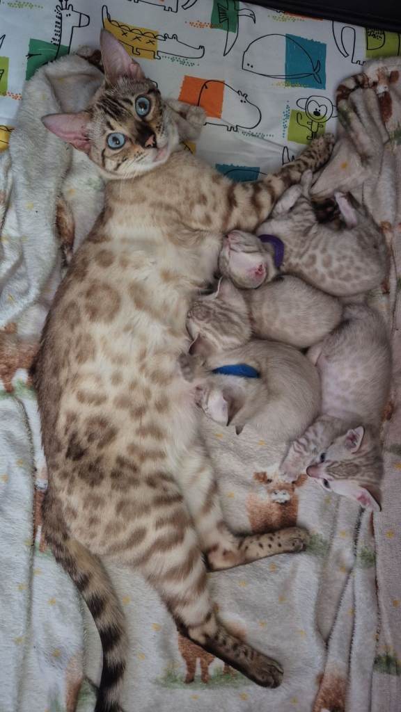 Snow bengal kittens