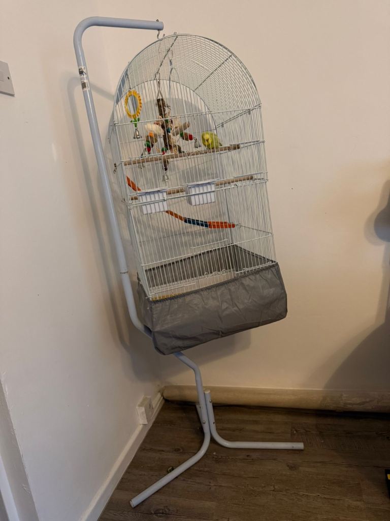 yellow/green budgie and cage for sale(includes the cage stand)