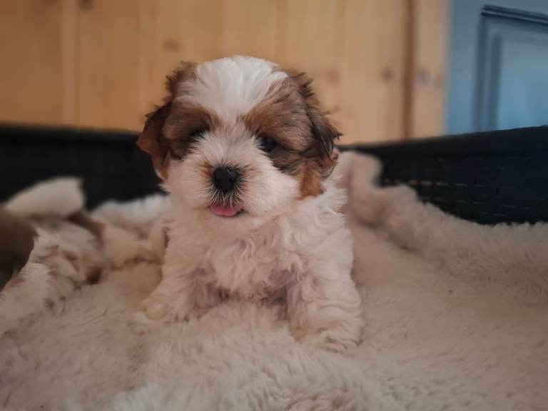 Shichon Puppy