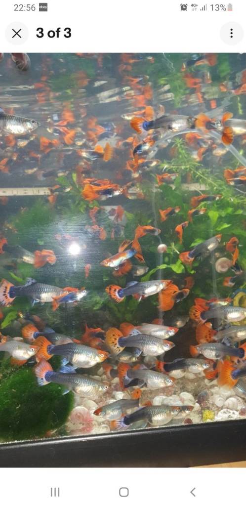 Tropical fish bristelnose Lemons lf,honeycomb,wabermustar,guppies, mollies, parrots and corydoras 