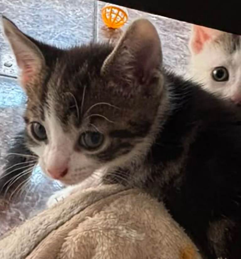 4 Kittens ready for their forever homes