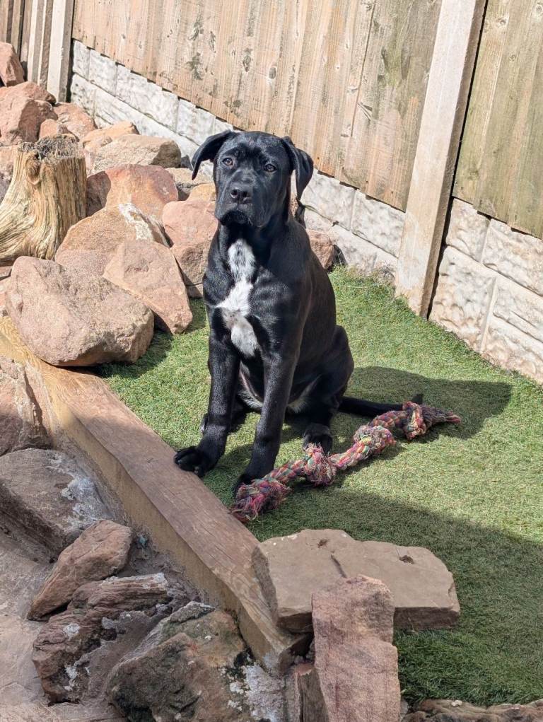 Female cane corso 