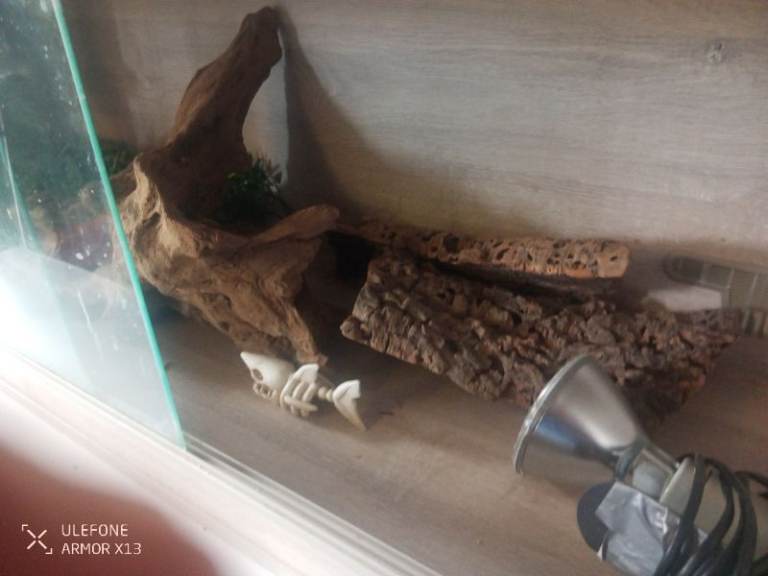 Reptile viv