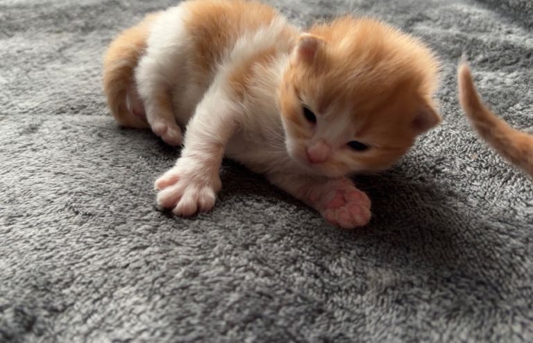 All kittens have been reserved 