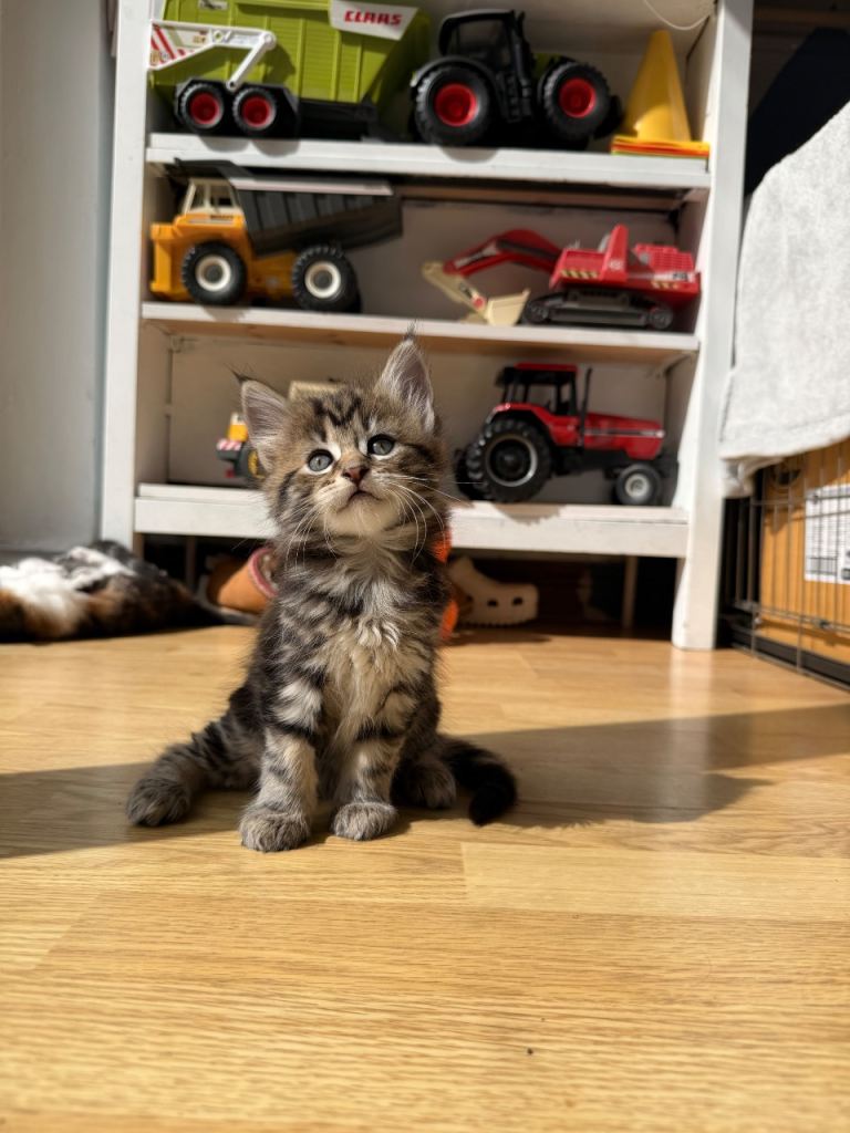 Maine coon x kittens 