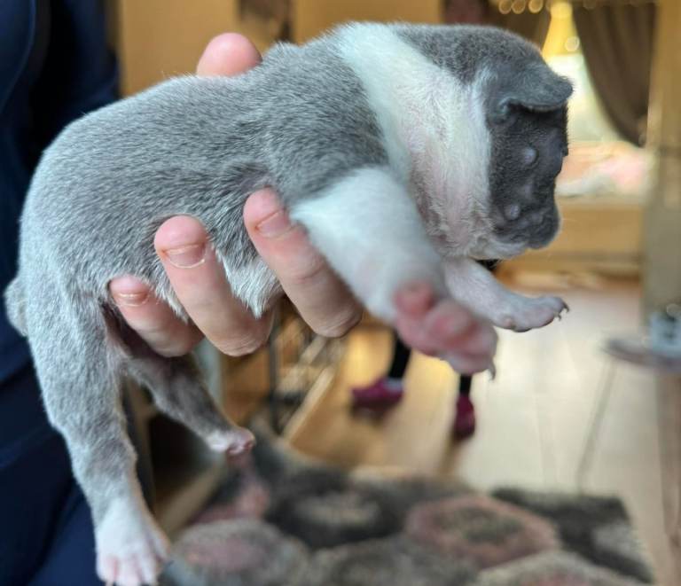 French bulldog puppies