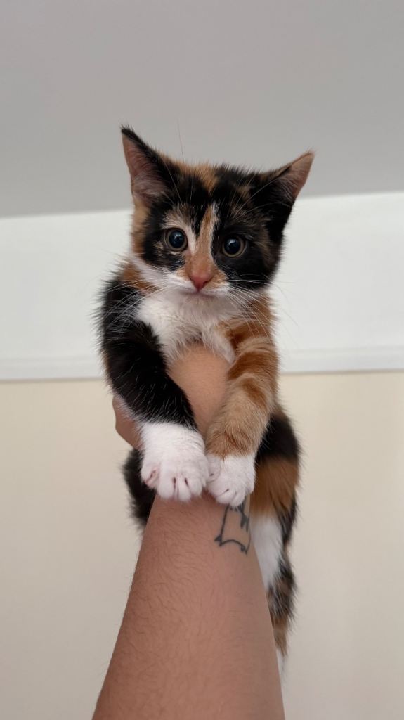 One Female Calico, One Tortoiseshell Female Kitten, One Two year old Calico female Cat