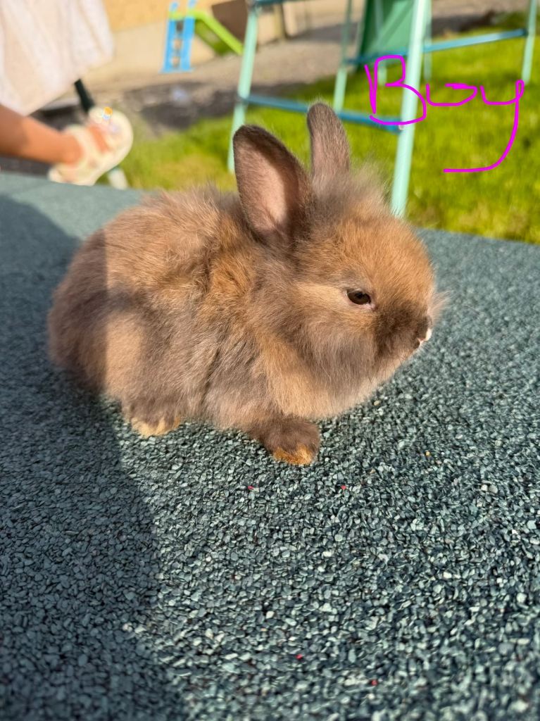 2 male Lionhead rabbits 