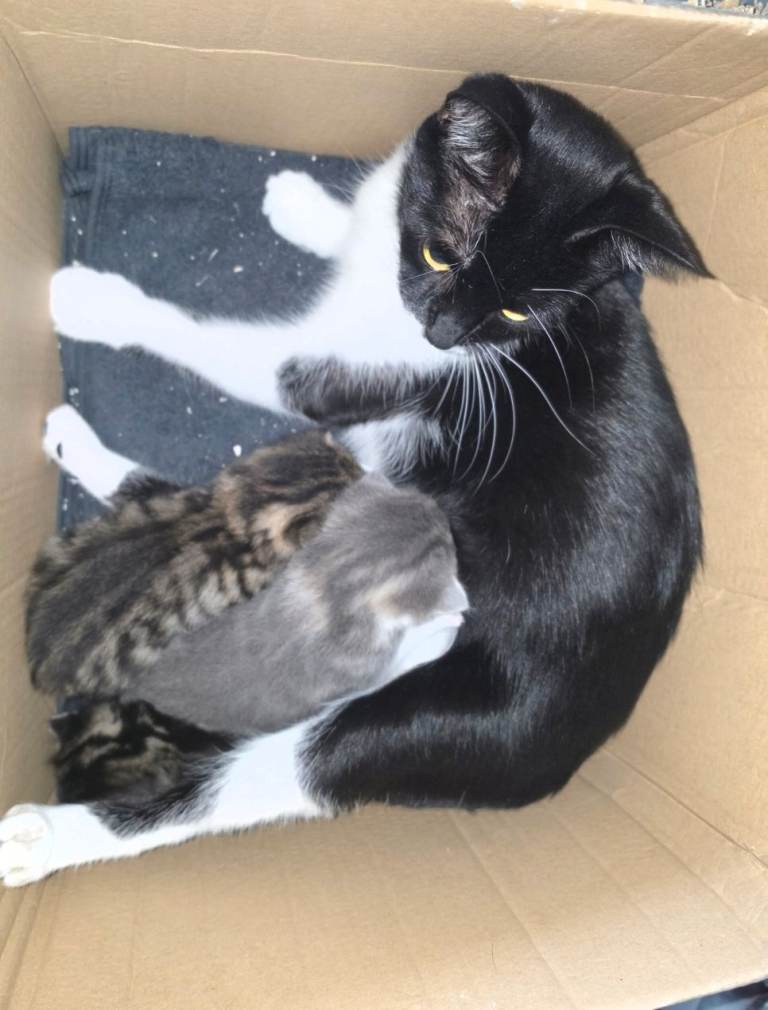 2 female kittens