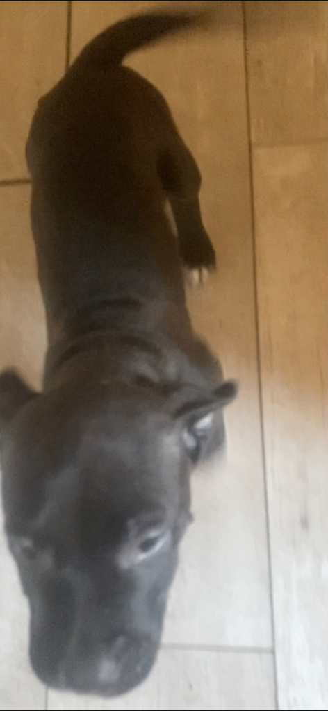 Athletic Staffordshire bull terrier pup
