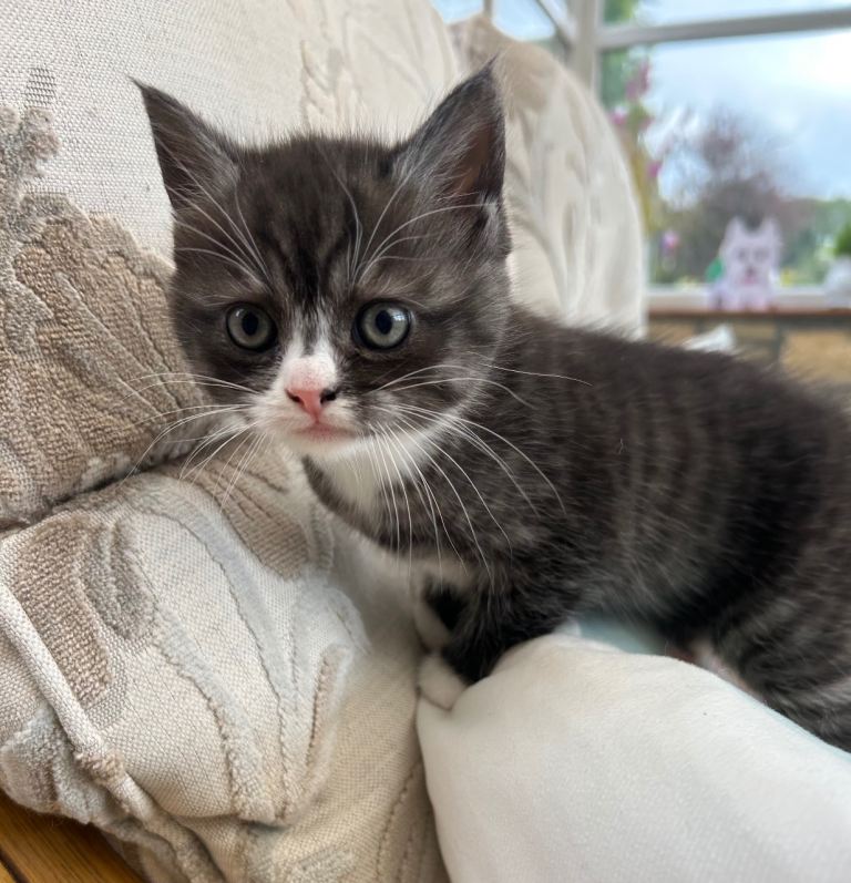Exotic cross  kittens 