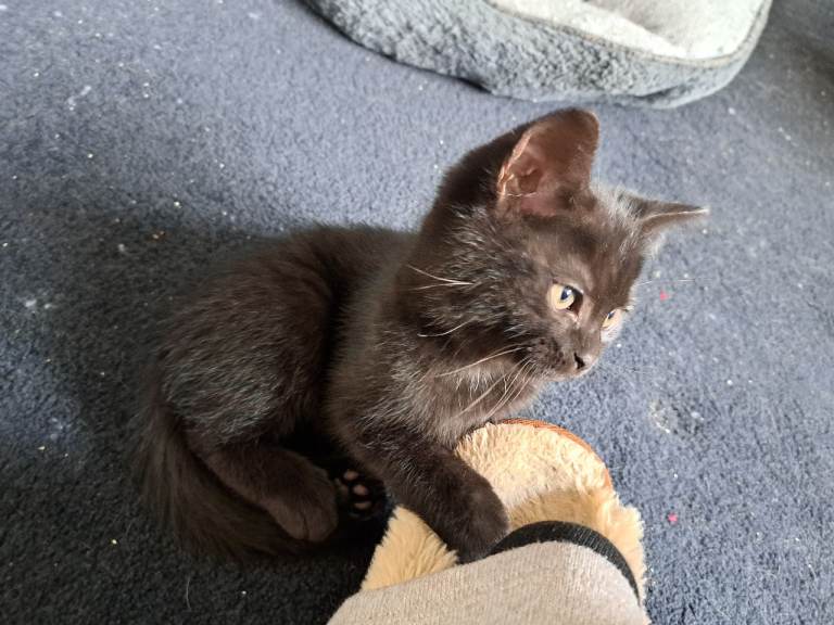 Kittens looking for a loving home