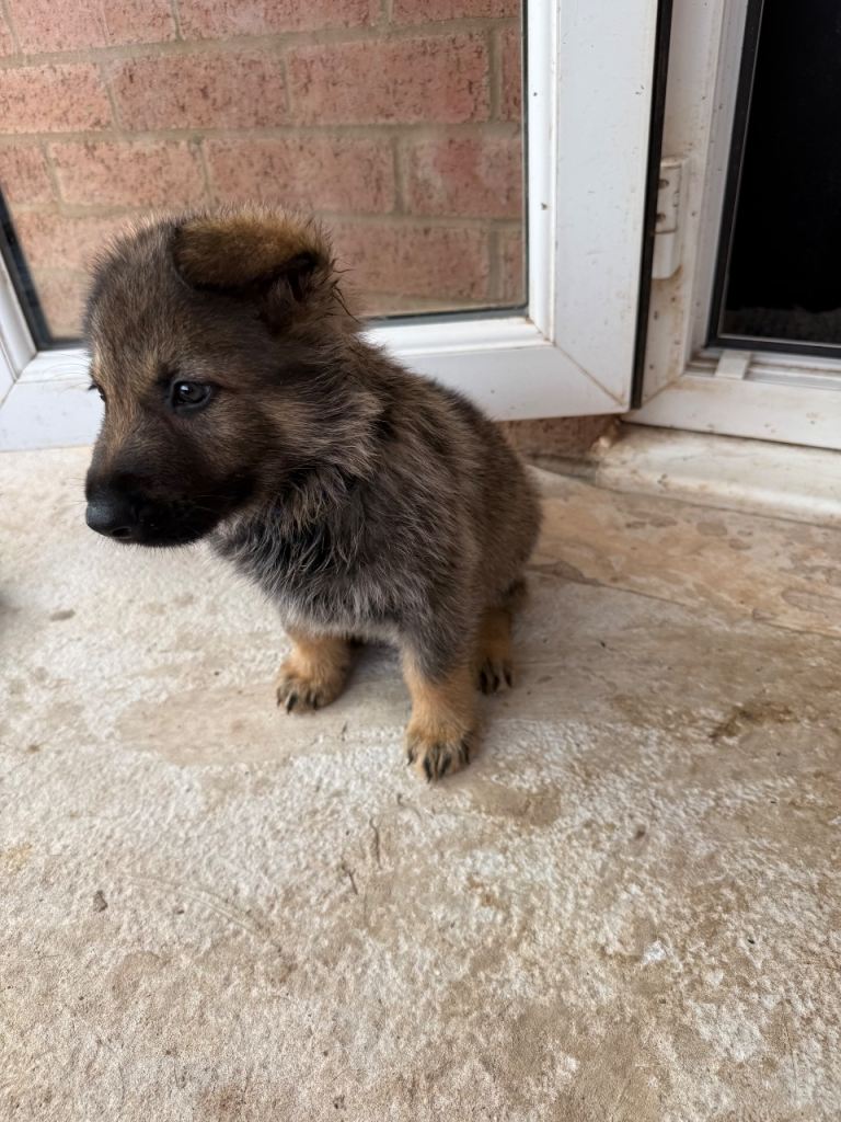 German Shepherd Puppies (only Boy) for sale) Ready to go in 2 weeks