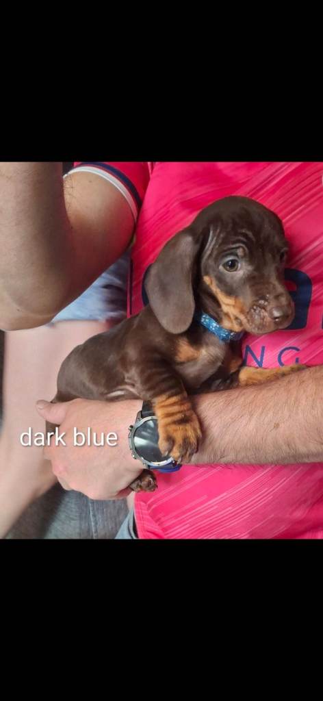 Dachshund sausage dogs